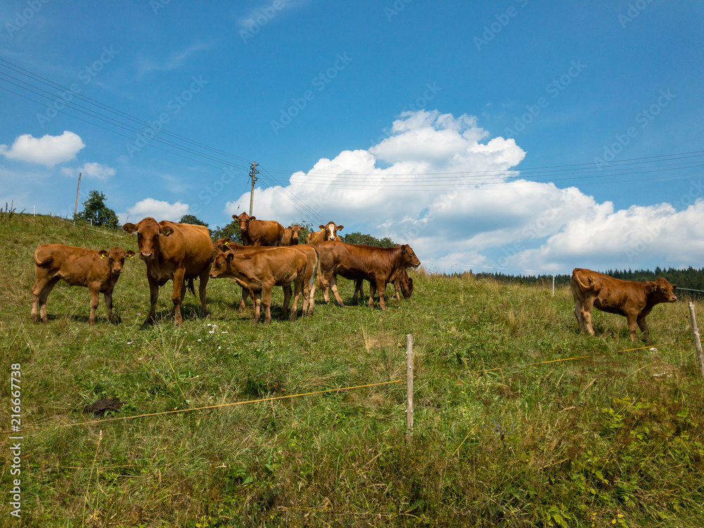 Cows in the Black Forest