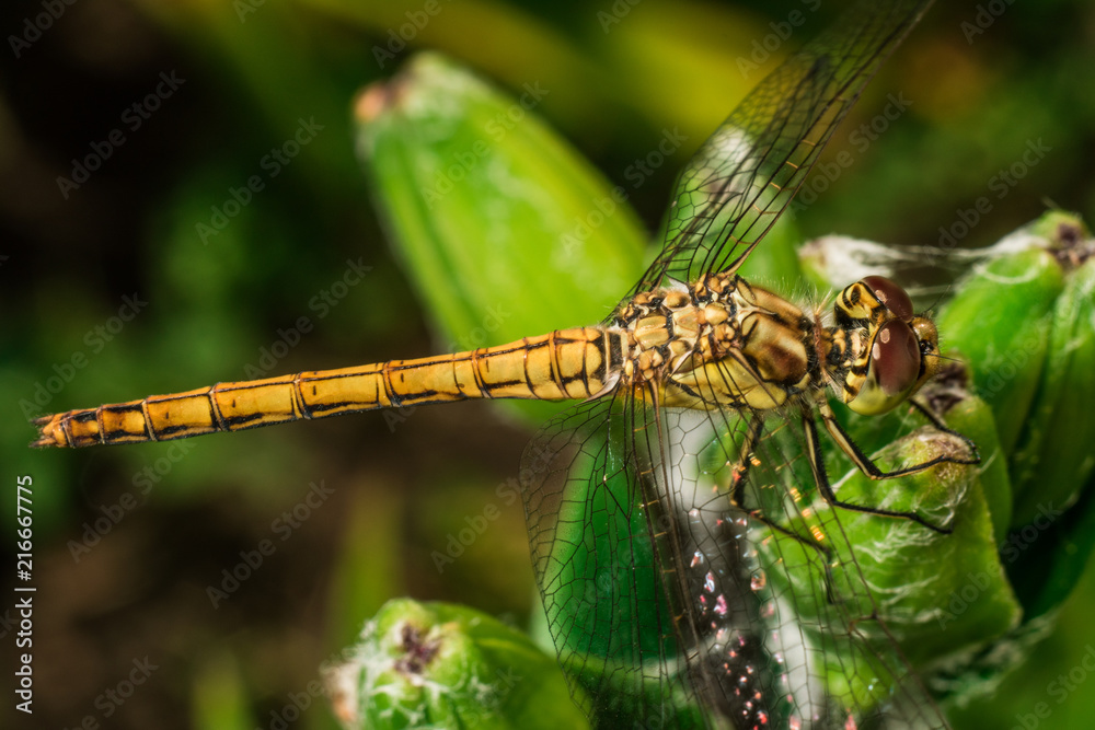 Close-up of a dragonfly Close-up of a dragonfly