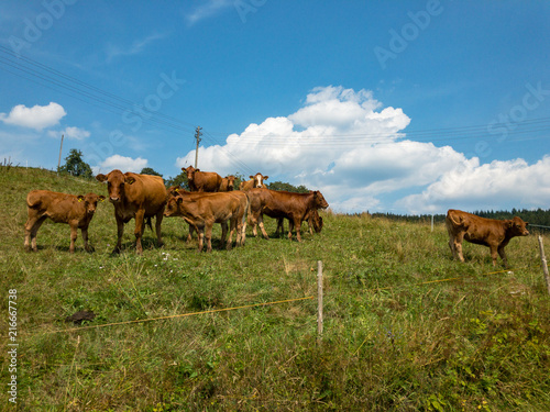 Fototapeta Naklejka Na Ścianę i Meble -  Cows in the Black Forest