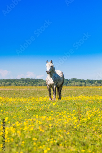 White horse standing on green field in spring in nature park Lonjsko polje, Croatia 