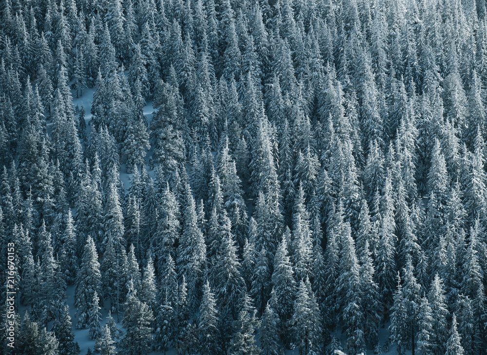 Winter landscape of a mountain hill. Fir trees covered with snow. Winter landscape of a mountain hill. Fir trees covered with snow.