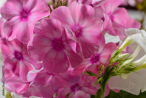 Pink Phlox.