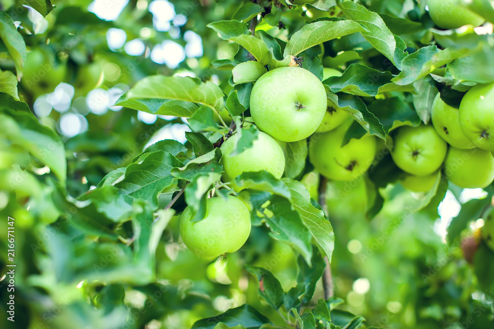 Fresh and tasty green apples on a tree branch.