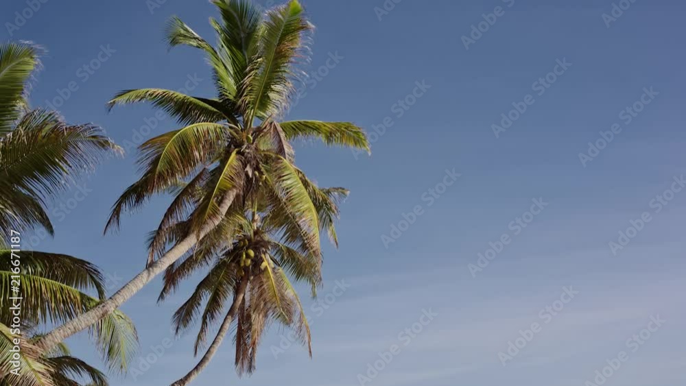 Coconut palms in Seychelles Coconut palms in Seychelles