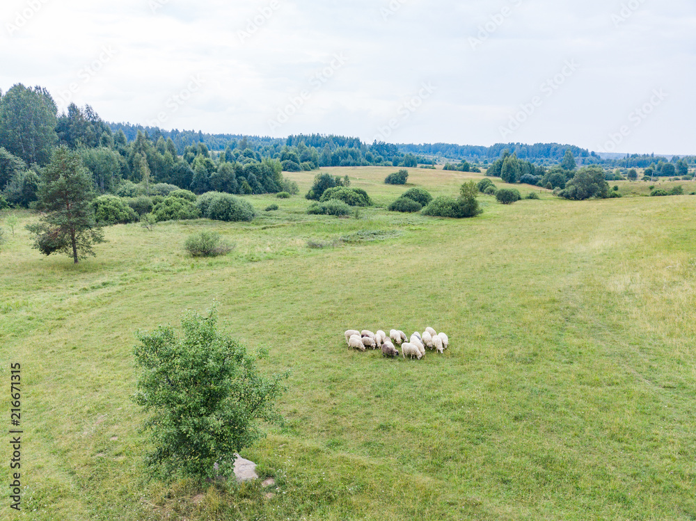 Fototapeta premium Aerial view of the meadow on which a herd of sheep is grazed 