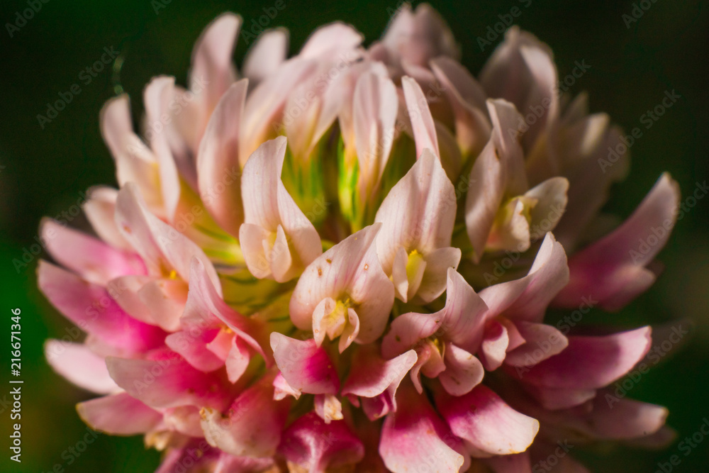 Close-up of clover flower macrophotography