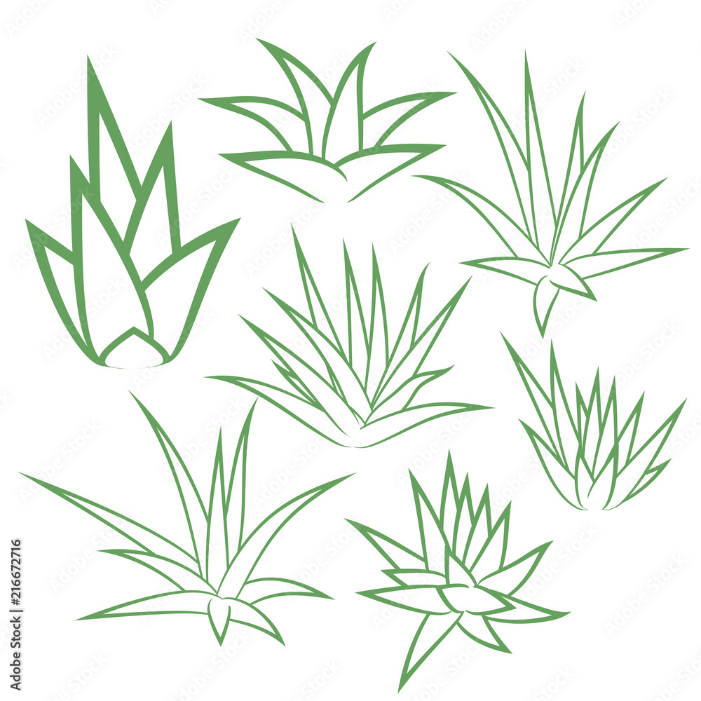 Naklejka premium Aloe vera, agave, bush, succulent plant, flower set isolated on white background. Vector illustration.