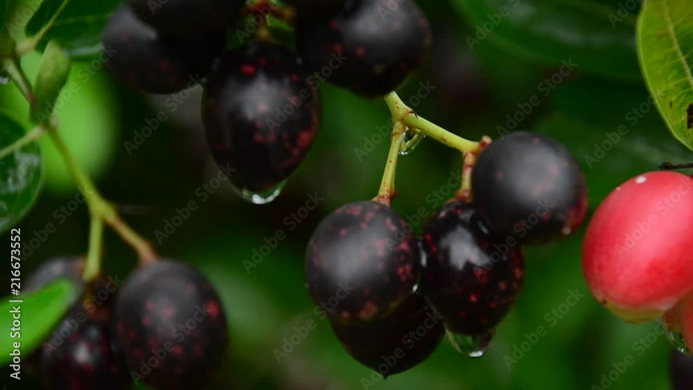 Carunda or Karonda,Close-up beautiful karonda carissa carandas red seeds with green leaves sway in a warm spring breeze at a tropical botanical garden