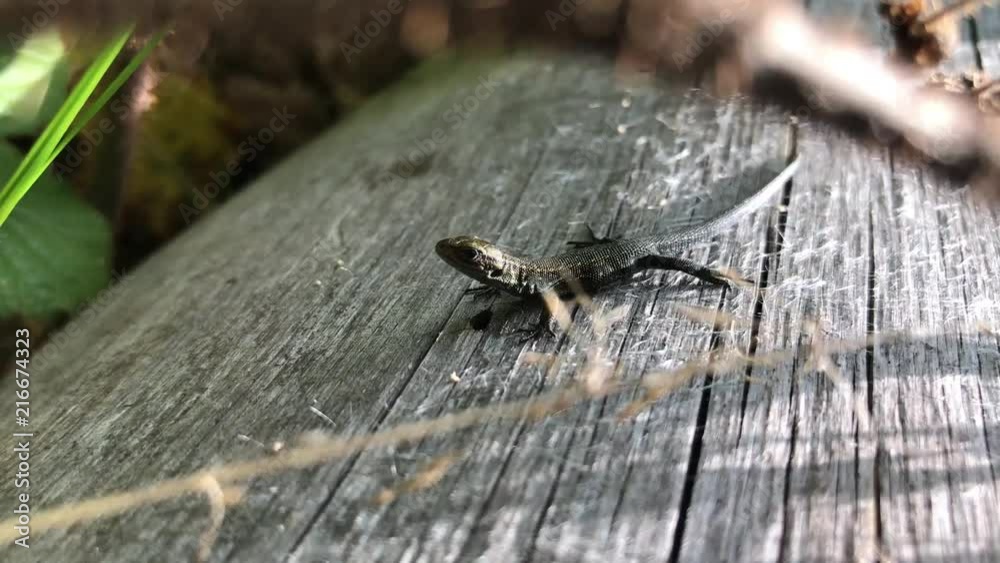 Close shot of small lizard sitting on the wood in the forest Close shot of small lizard sitting on the wood in the forest