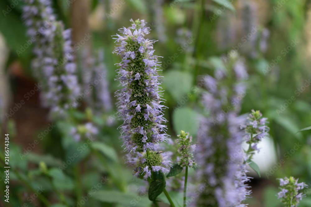 Obraz premium Duftnessel, Agastache