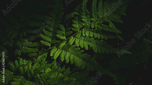 Photo of fern  Pteridium aquilinum  leaf in summer mixed forest  on the black background  blurred contours of fresh greenery with soft sunlight