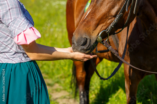 woman feeds a horse with hands favorite animal