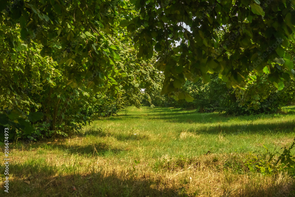 Garden of Hazelnut tree in backyard. Green grass. Garden of Hazelnut tree in backyard. Green grass.