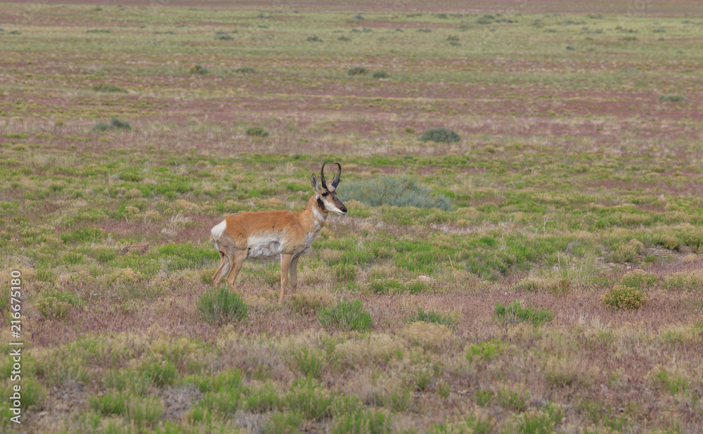Fototapeta premium Pronghorn Antelope Buck