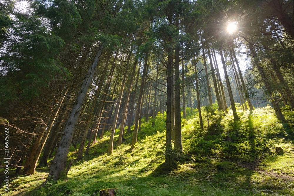 Fototapeta premium Scene pine forest