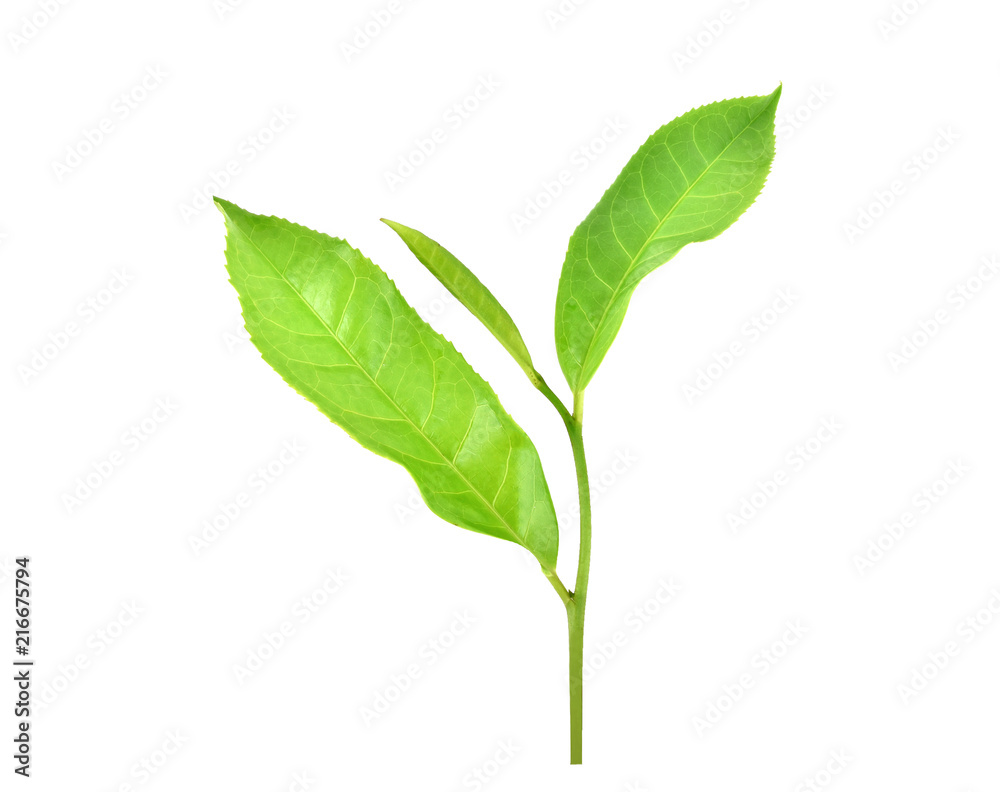 Green tea leaf isolated on white background