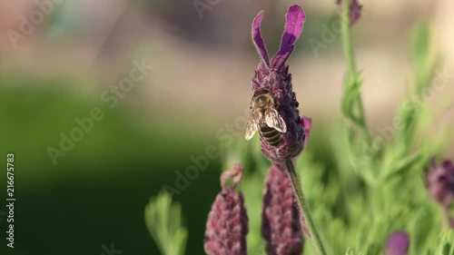 Bee Macro shot on a yellow flower in the Garden, slow motion on a sunny summer day