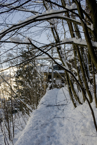 sentiero nel boco photo