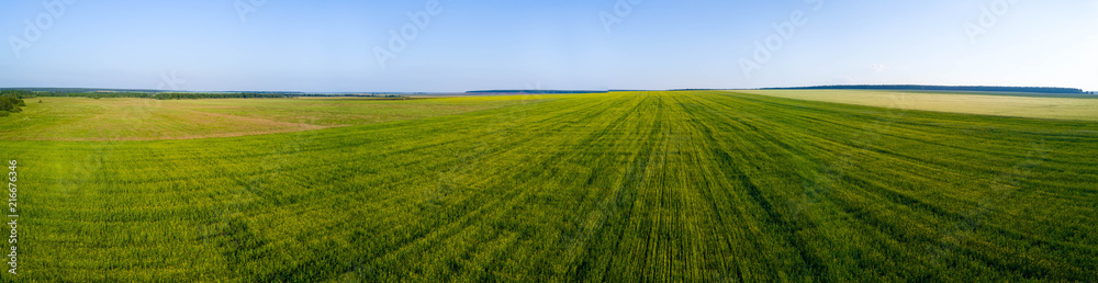 Aerial drone view of green field, direct rows of grain crops planting