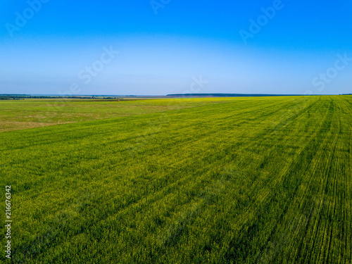 Aerial drone view of green field, direct rows of grain crops planting