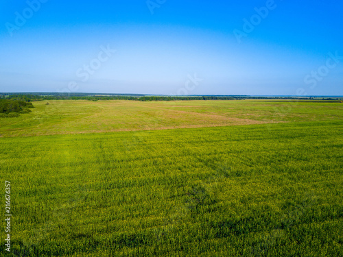 Aerial drone view of green field  direct rows of grain crops planting