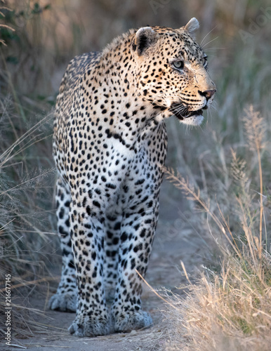 Leopard on the lookout for prey