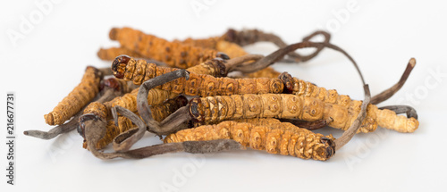 group of Ophiocordyceps sinensis or mushroom cordyceps this is a herbs on isolated background. Medicinal properties in the treatment of diseases. National organic medicine. photo