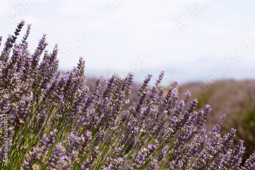 floral lavender field in Turkey