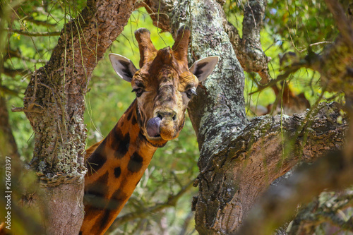 Photography Funny Giraffe