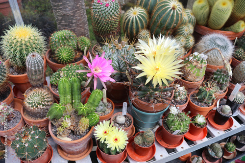 Large collection of various cacti in a greenhouse photo