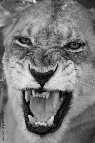 Fototapeta Naklejka Na Ścianę i Meble -  Angry Lioness 