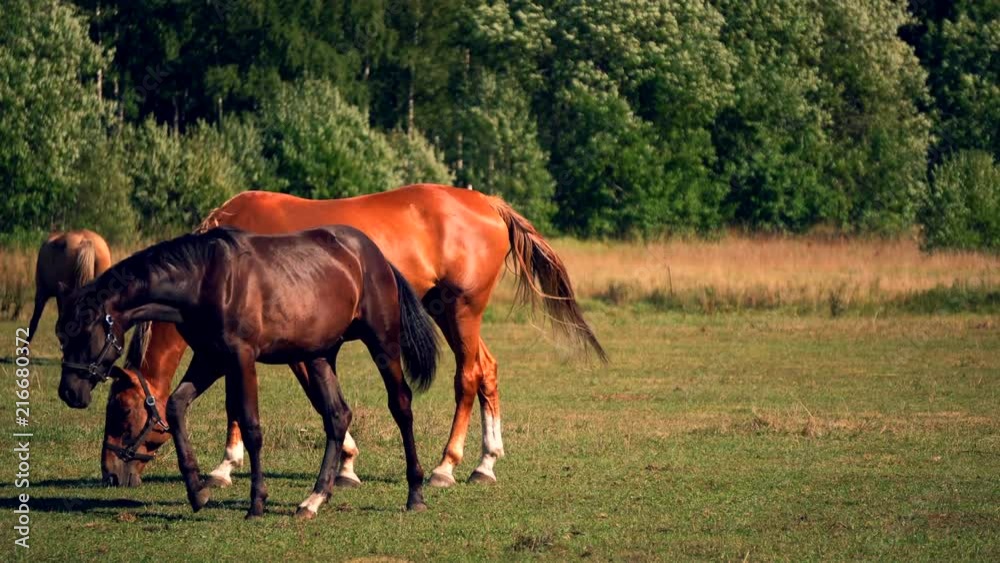 Horses grazing on green pastures of horse farm, country summer landscape, Part 7 of 8 Horses grazing on green pastures of horse farm, country summer landscape, Part 7 of 8