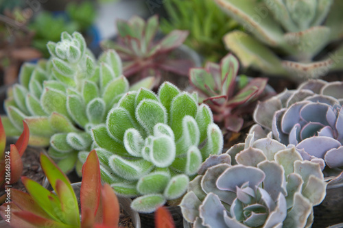 Different types of succulents and cactuses in pots