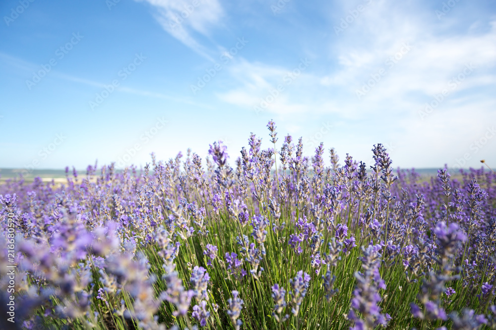 Lavender Field in the summer Lavender Field in the summer