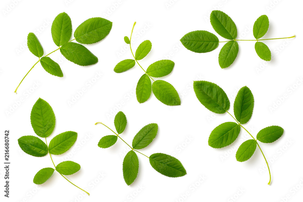 Obraz premium collection of fresh rose leaves isolated on white, top view