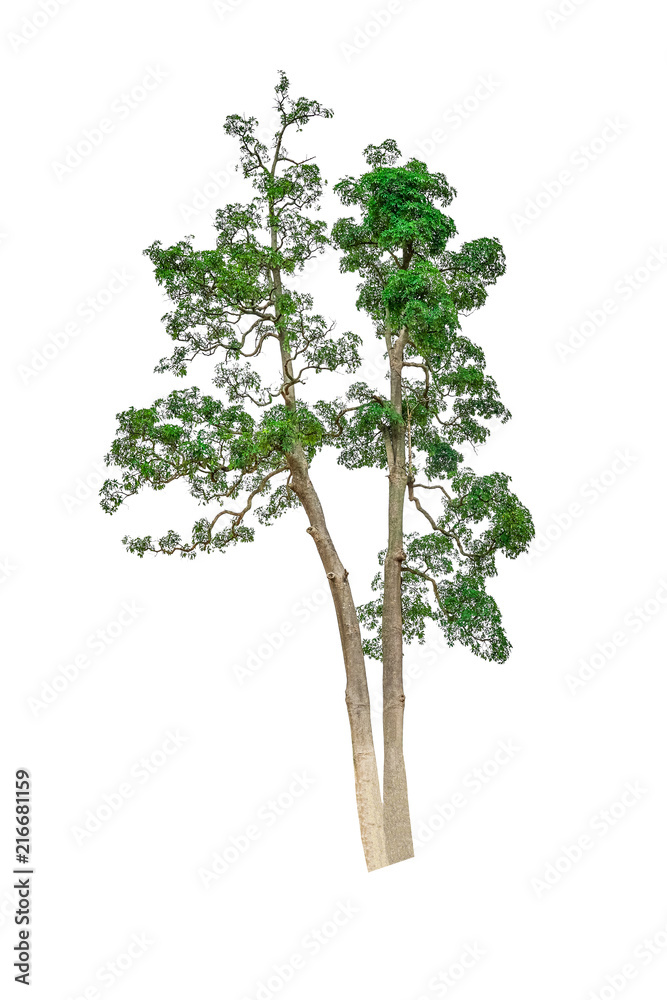 Isolated Simple normal tree on white background, set of tree collection