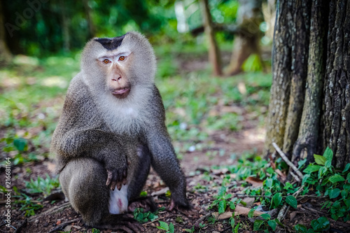 Male Southern pig-tailed macaque (Macaca nemestrina), a medium-sized Old World monkey, is in natural habitat of Khao Yai national park, Thailand. Portrait with forest trees background.