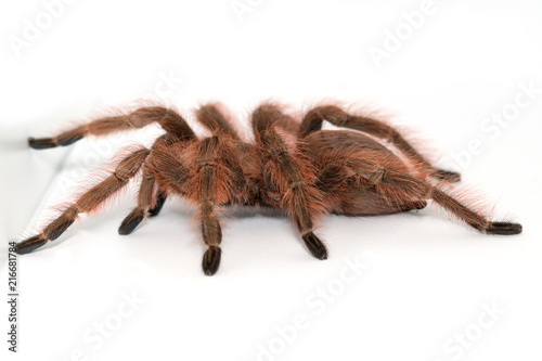 Tarantula Grammostola porteri isolated on white background