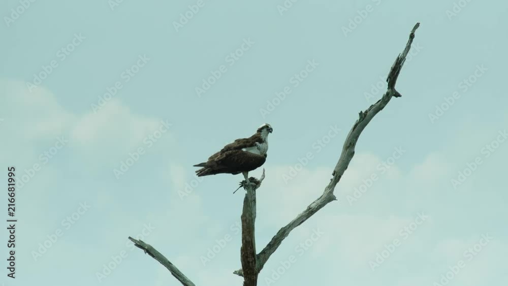Osprey in tree Osprey in tree