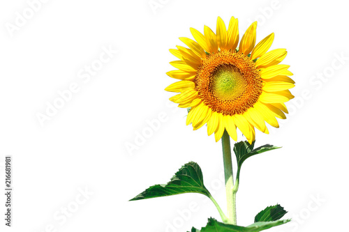 Fototapeta Naklejka Na Ścianę i Meble -  Isolated sunflower on white background