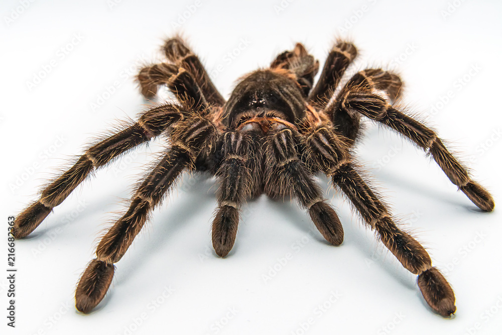 Tarantula Grammostola porteri isolated on white background Tarantula Grammostola porteri isolated on white background