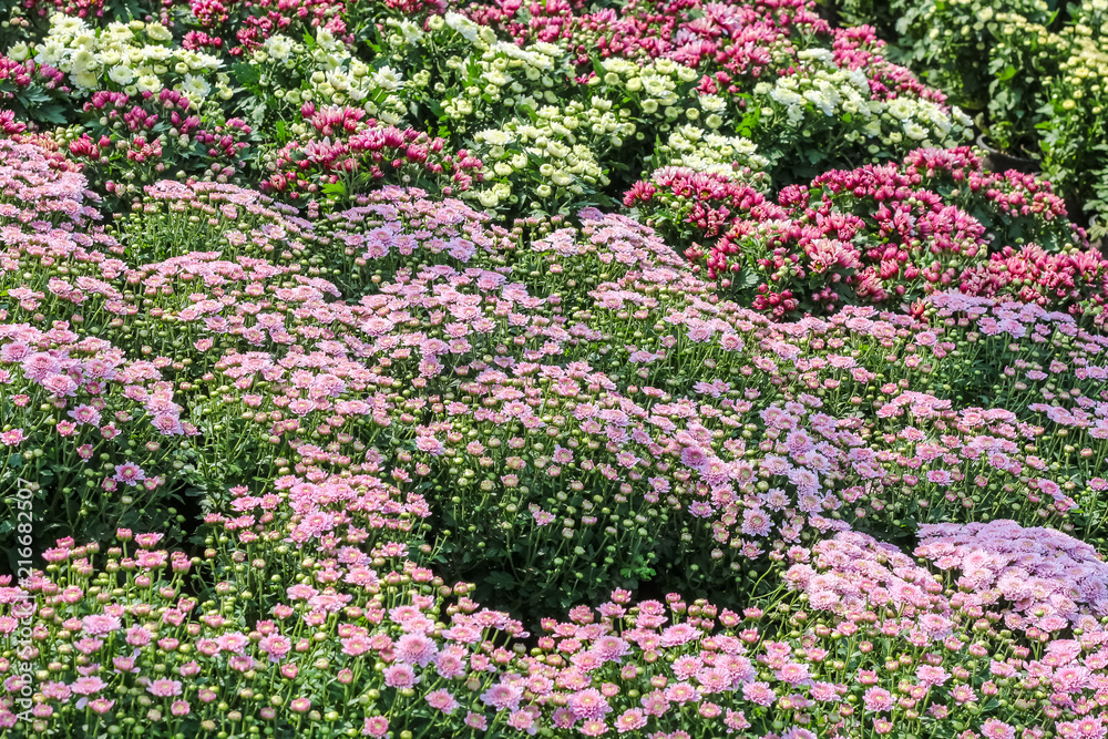 Obraz premium Various of colorful fancy flowers, gypso, benjamas flower