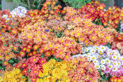 Fototapeta Naklejka Na Ścianę i Meble -  Various of colorful fancy flowers, gypso, benjamas flower