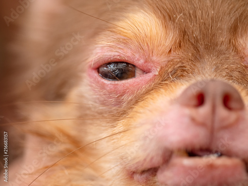 Quadro em tela Chihuahua dog with Demodicosis, allergy dog skin