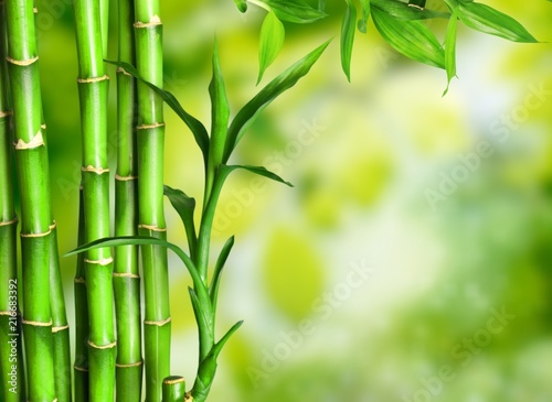 Many bamboo stalks on green background