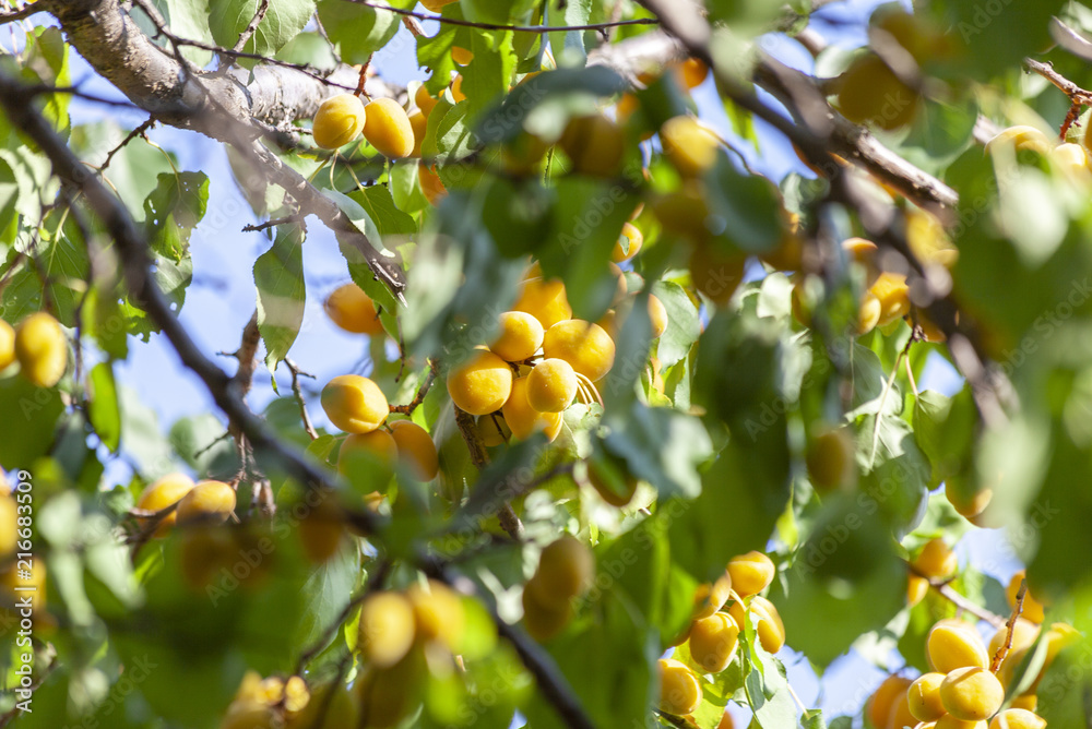 Apricots in the sun. Juicy fruit on the branches of trees. Ripe apricot is ready for harvesting.