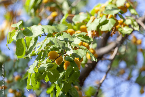 Apricots in the sun. Juicy fruit on the branches of trees. Ripe apricot is ready for harvesting.