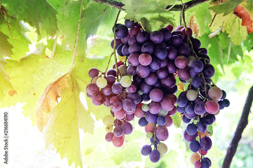 Natural Organic Grape in Vineyard