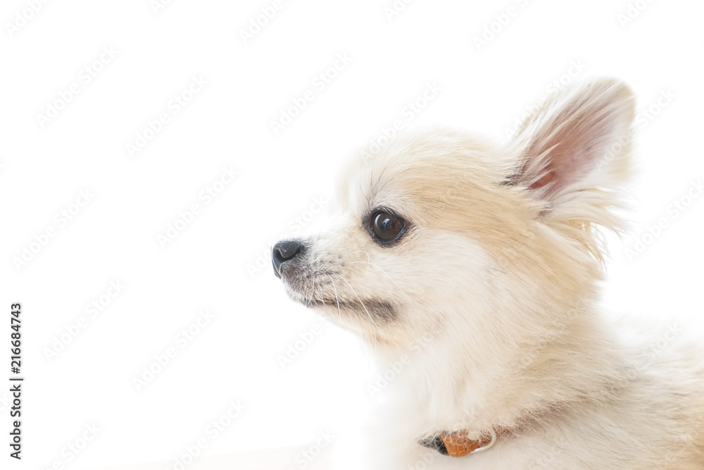 かわいい犬 かわいい犬