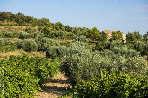 Fototapeta Naklejka Na Ścianę i Meble -  Vineyards in Somontano region in Spain